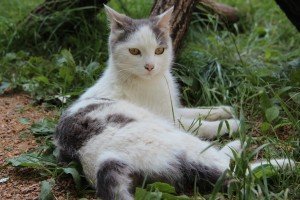 Удивленный котик, Арсеньев