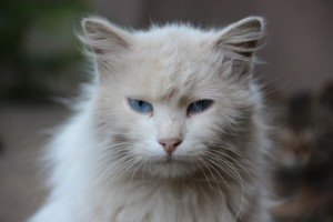 Голубоглазый котик, Арсеньев