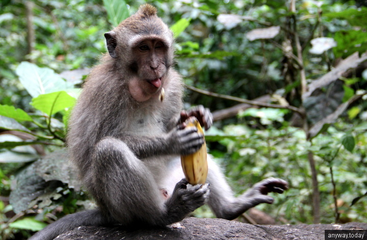 Лес обезьян, Убуд, Бали